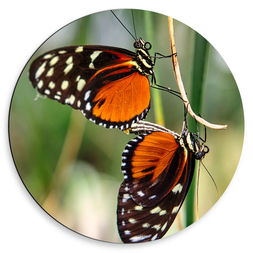 Dibond Muurcirkel - Duo Heliconius Ismenius Vlinders op Groene Smalle Takken