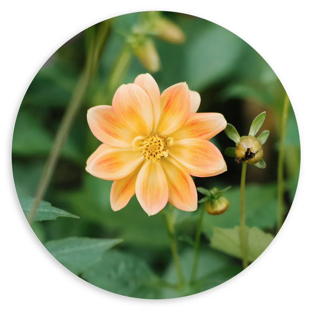 Dibond Muurcirkel - Lichtoranje gekleurde dahlia bloem met knopjes eromheen
