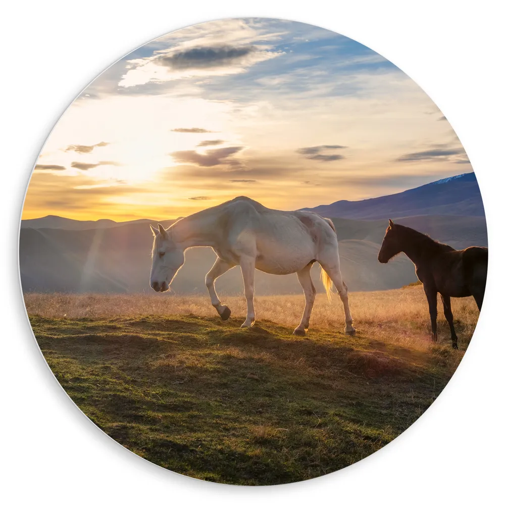 Dibond Muurcirkel - Paarden in Weiland met Zonsopgang