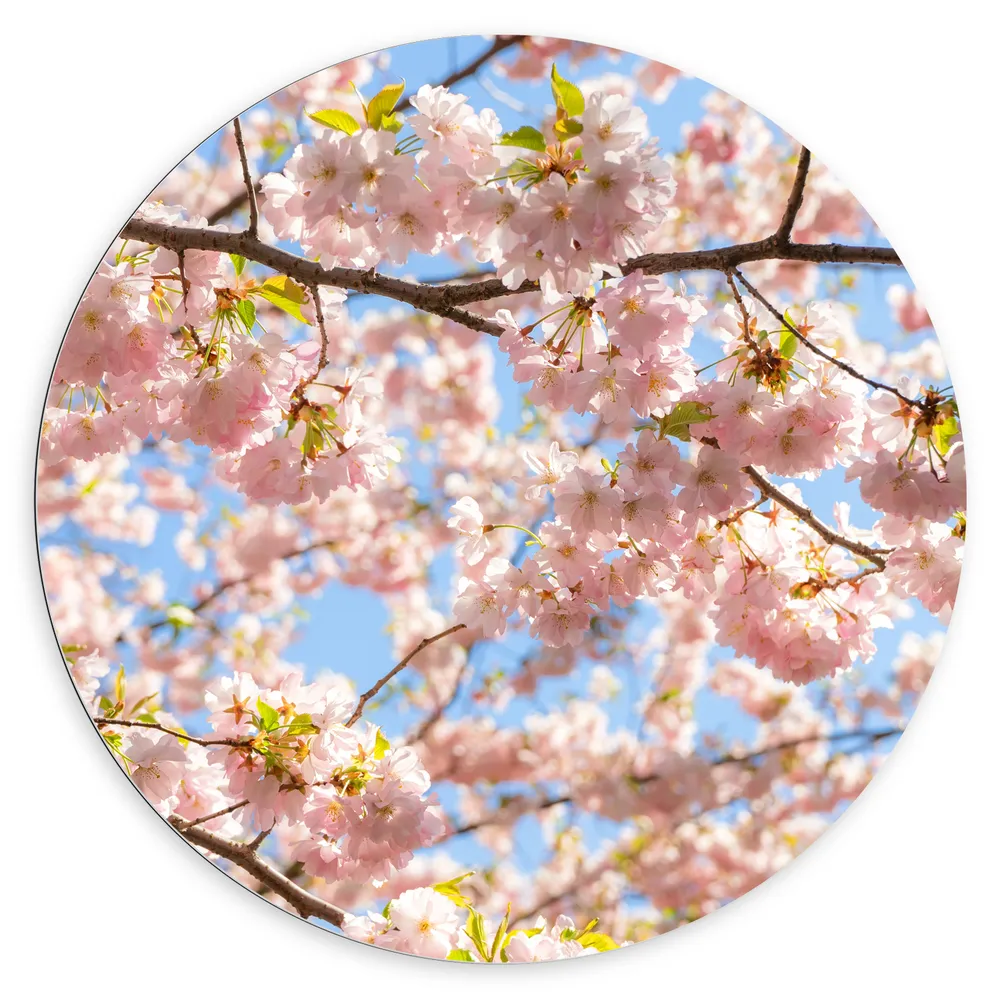 Dibond Muurcirkel - Roze Sakura Boom van Dichtbij