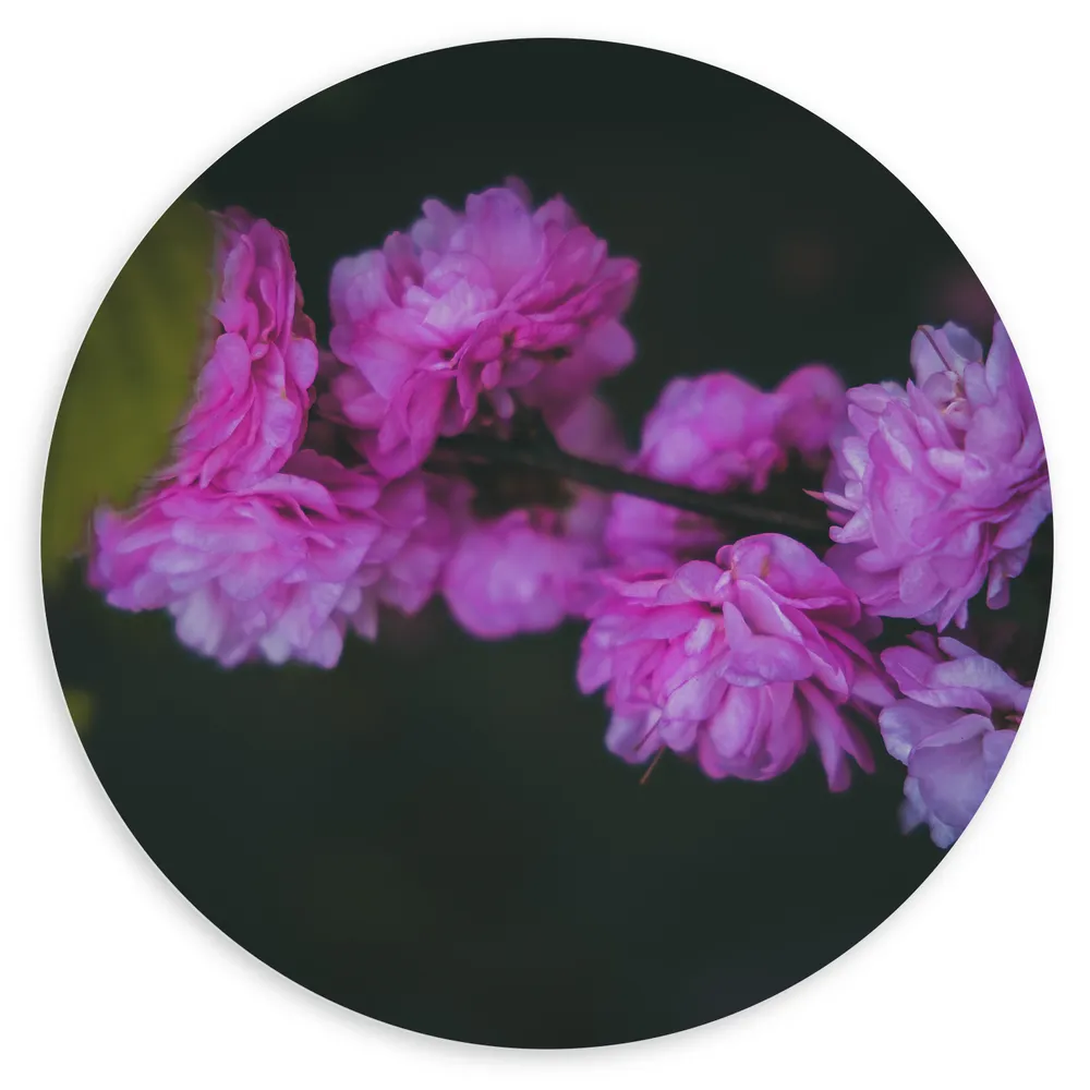 Dibond Muurcirkel - Roze en Paarse Pioenrozen met Donkere Achtergrond - Bloemen