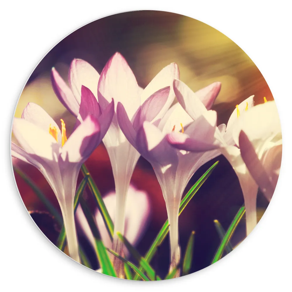 Dibond Muurcirkel - Paarse Krokus Bloemen in het Veld