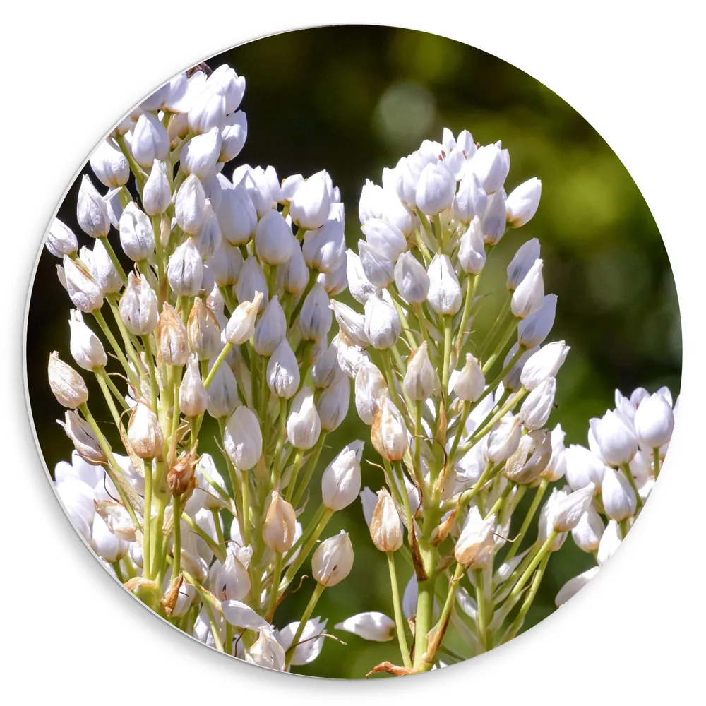Dibond Muurcirkel - Licht Roze en Witte Bloemen Knopjes aan Lange Stengels