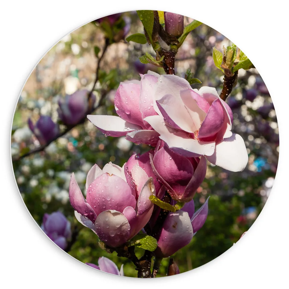 Dibond Muurcirkel - Roze Magnolia Bloemen aan Struik in het Veld