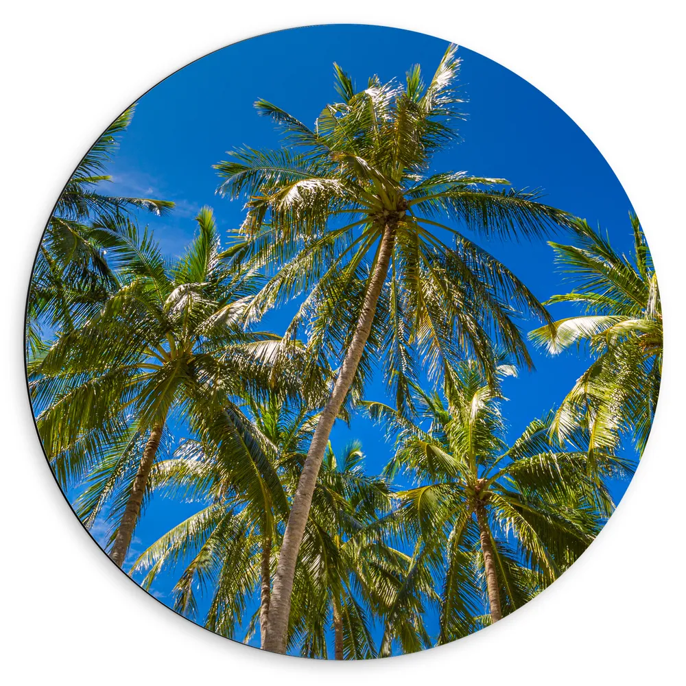 Dibond Muurcirkel - Palmbomen met een Helder Blauwe Lucht