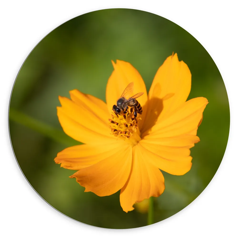 Dibond Muurcirkel - Gele Bij Zoekend naar Nectar in Gele Bloem