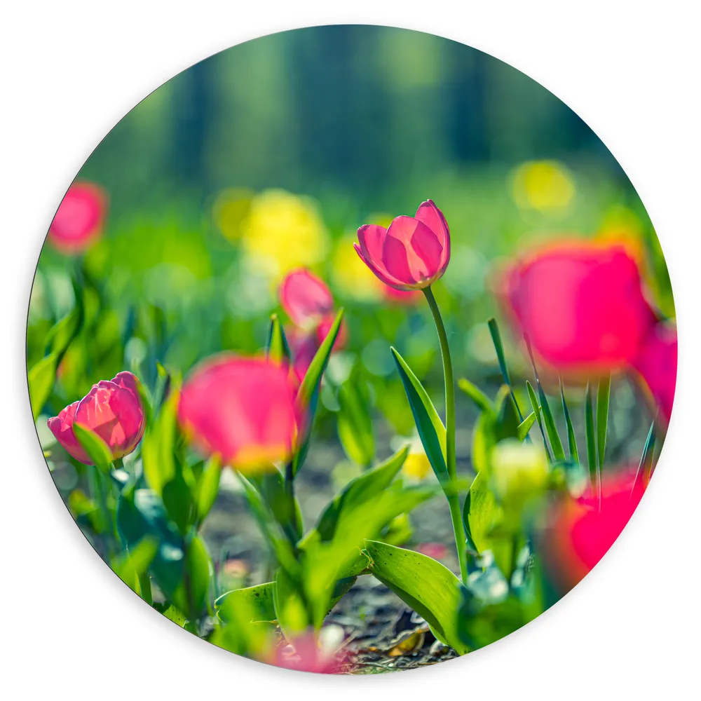 Dibond Muurcirkel - Veld van Roze Bloeiende Bloemen