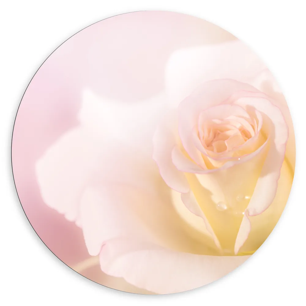 Dibond Muurcirkel - Licht Roze met Witte Roos voor Roze Achtergrond - Bloemen