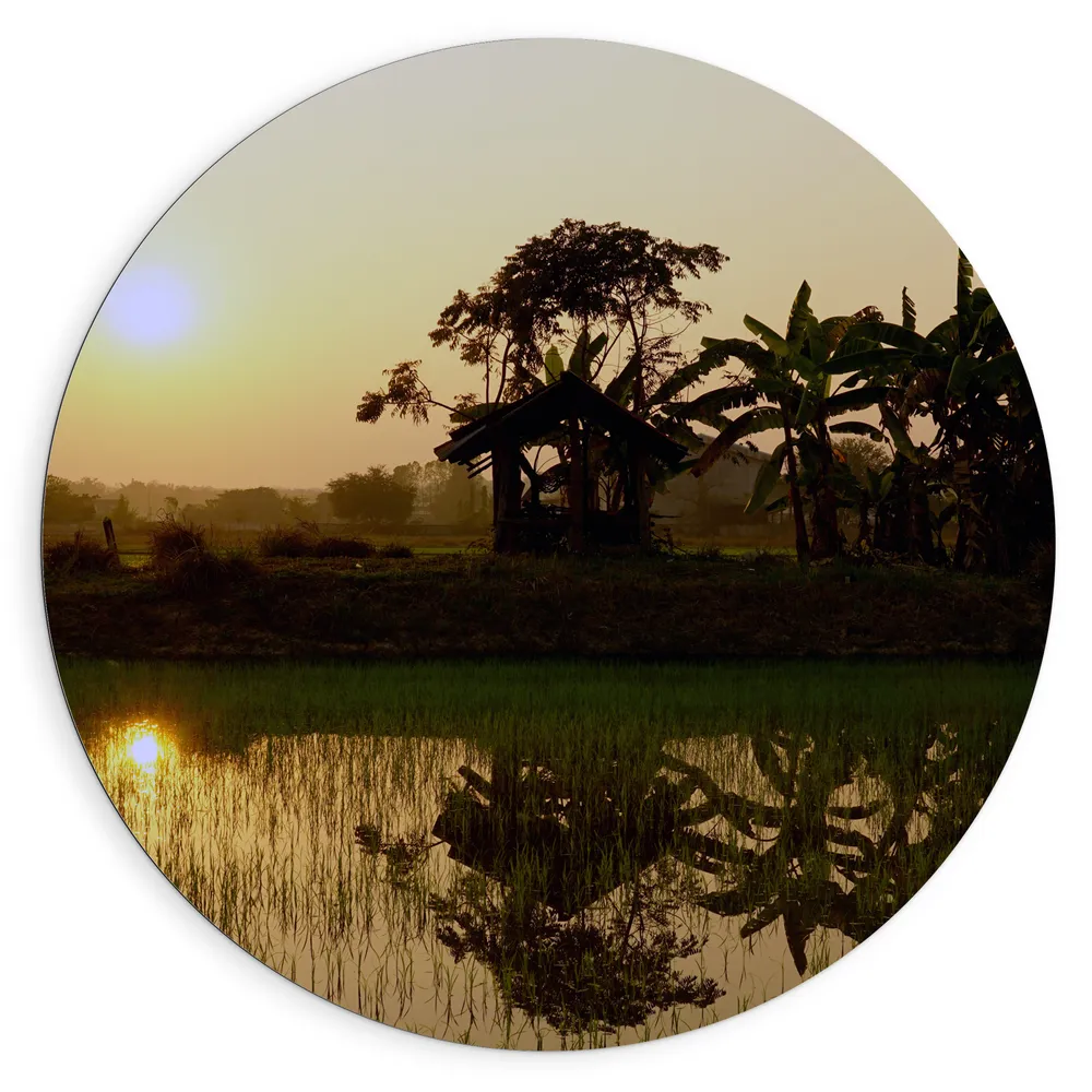 Dibond Muurcirkel - Reflectie van Zonnestralen in het Water vol Waterplanten