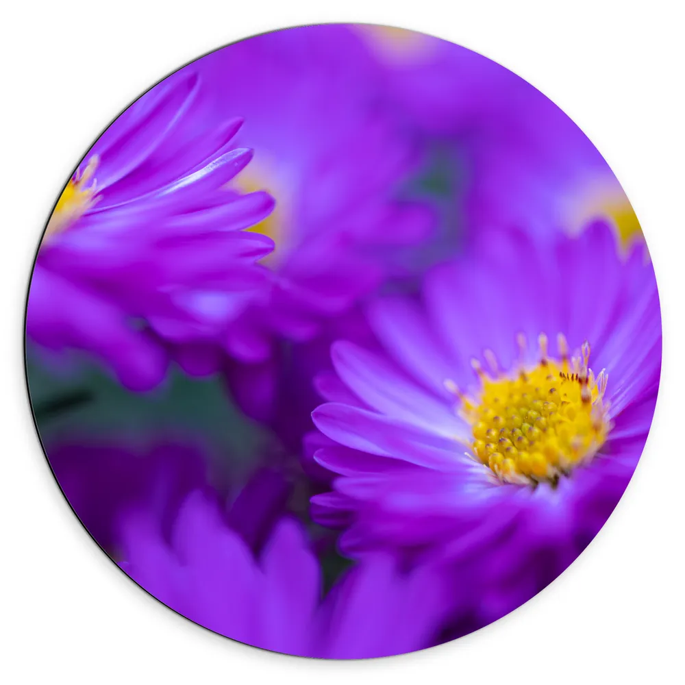 Dibond Muurcirkel - Paarse Bloemen tijdens Herfst van Dichtbij