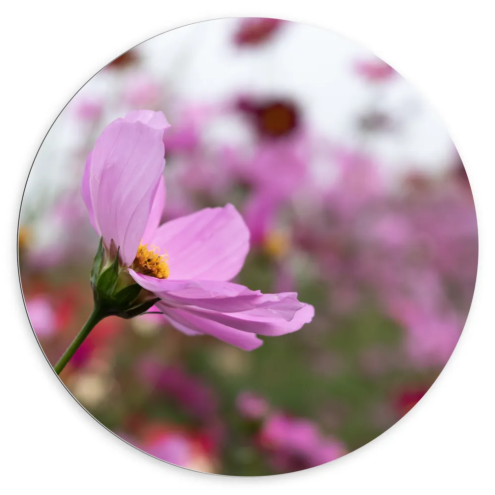 Dibond Muurcirkel - Paarse Cosmea Bloem in Paars en Roze Bloemenveld