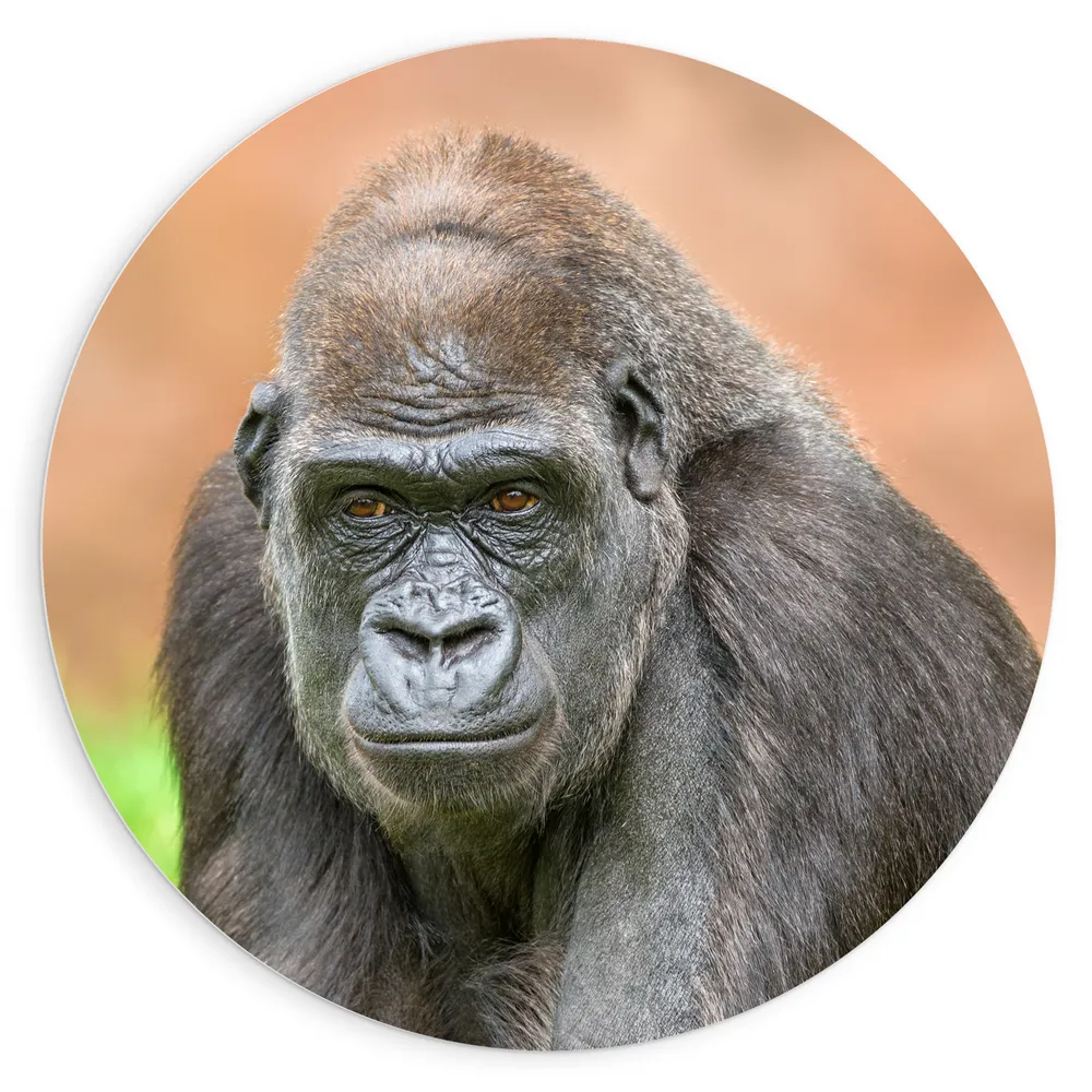 Dibond Muurcirkel - Westelijke Laagland Gorilla van Dichtbij