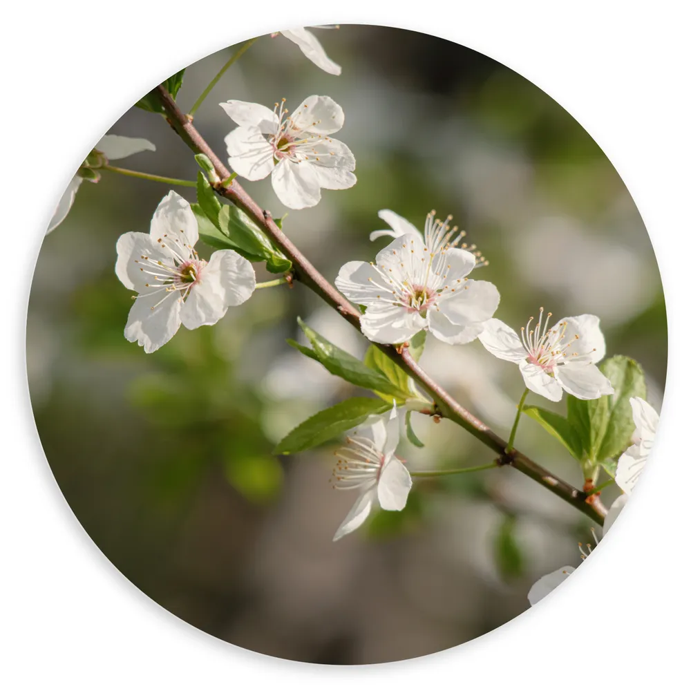 Dibond Muurcirkel - Witte Bloemen aan Tak