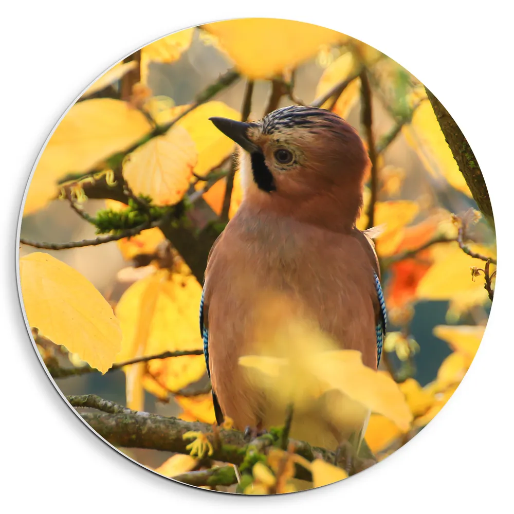 Dibond Muurcirkel - Gaai Vogel tussen de Bladeren en Takken van Boom