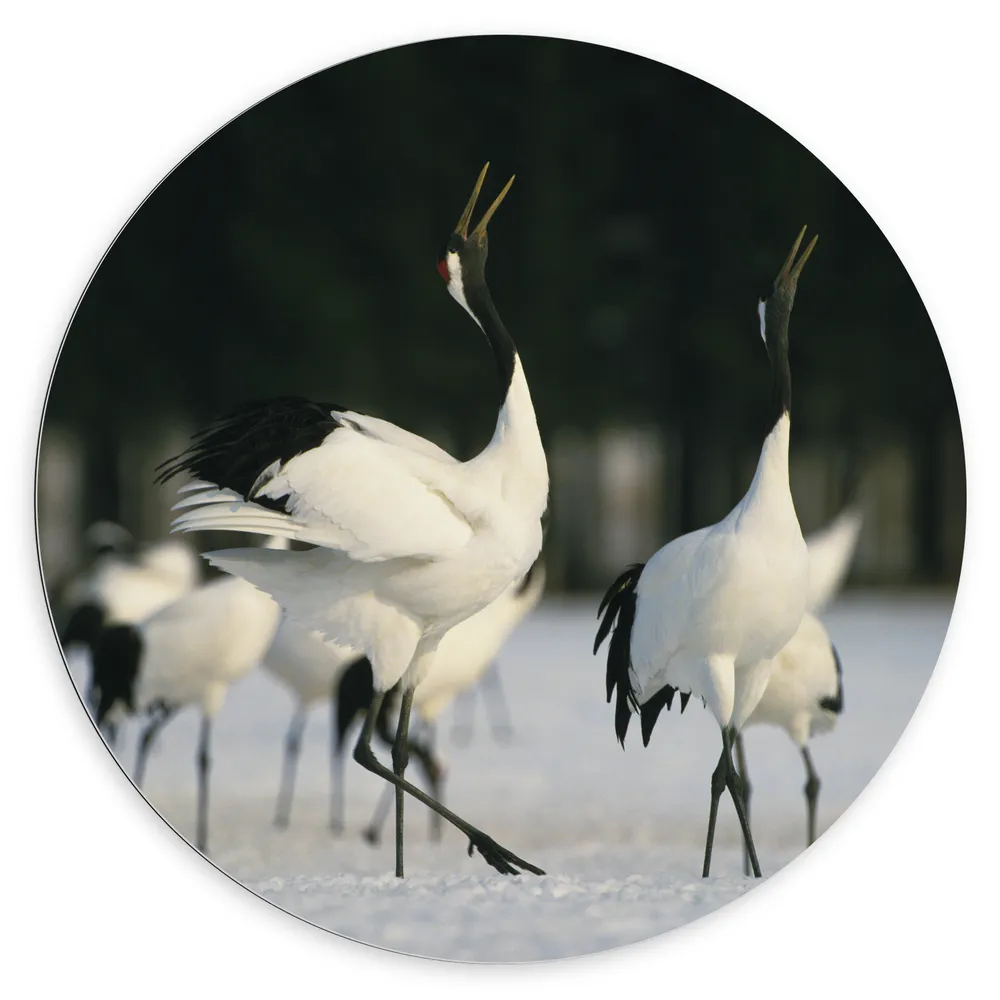 Dibond Muurcirkel - Fluitende Kraanvogels in landschap Vol met Sneeuw