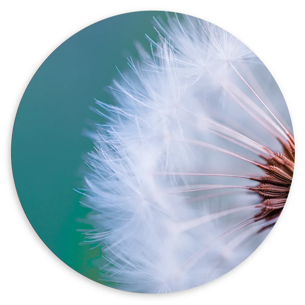 Dibond Muurcirkel - Close-up van Paardenbloem met Zaden