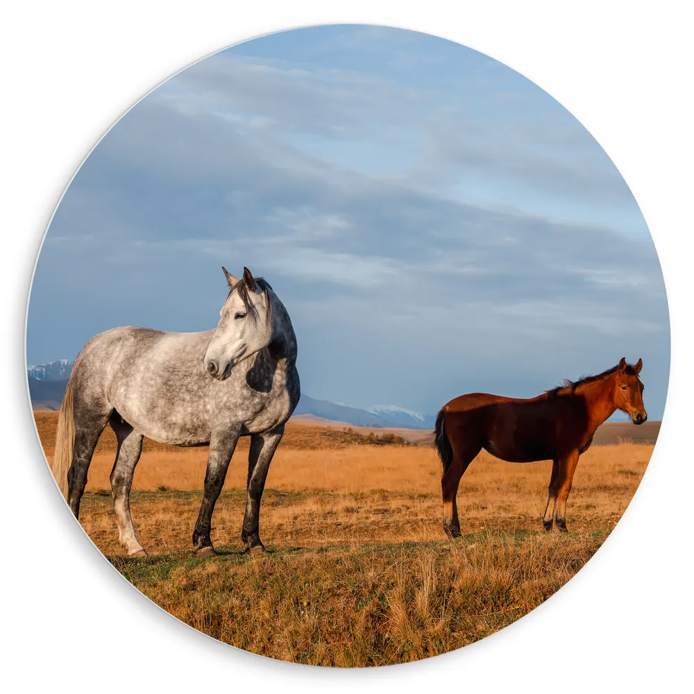 Dibond Muurcirkel - Paarden in Weiland