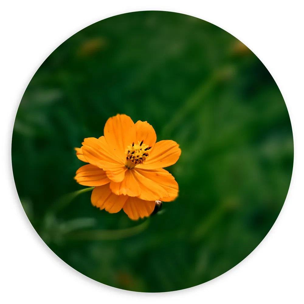 Dibond Muurcirkel - Oranje Cosmos Sulphureus Bloem voor Donker Groene Achtergrond