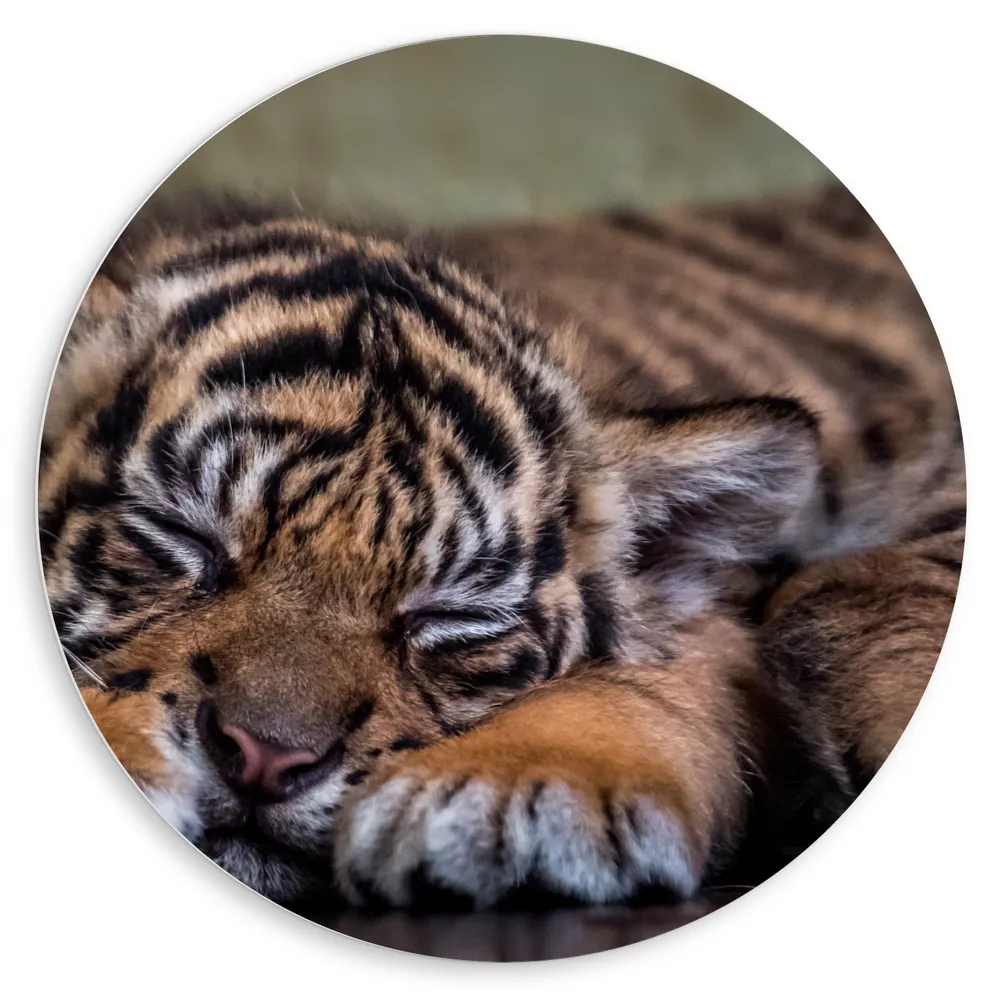Dibond Muurcirkel - Slapende Sumatraaanse Babytijger