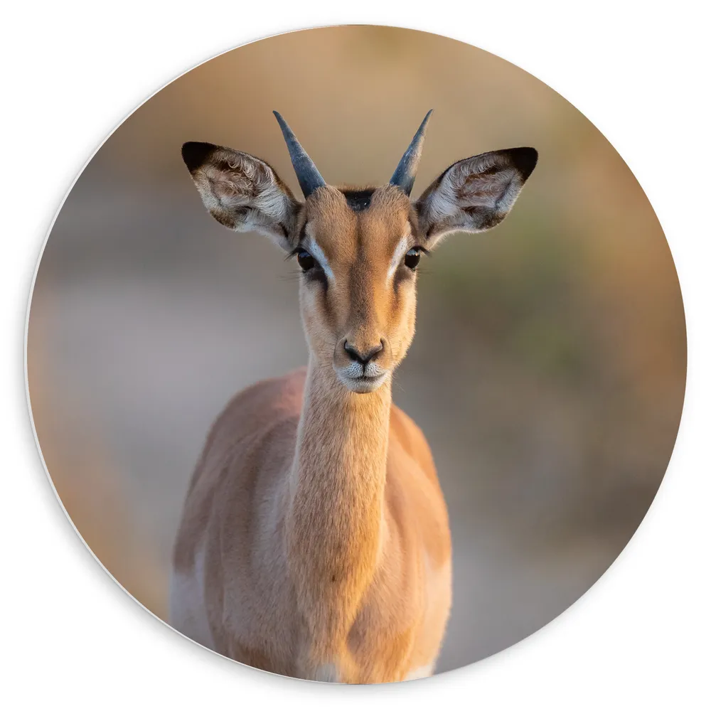 Dibond Muurcirkel - Vooraanzicht van Antilope op Bospad
