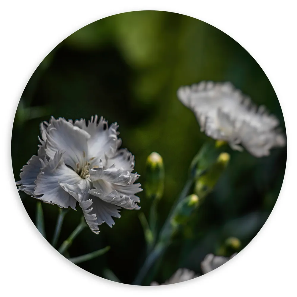 Dibond Muurcirkel - Licht Grijze Tuinanjer op Stengels voor Donker Groene Achtergrond - Bloemen