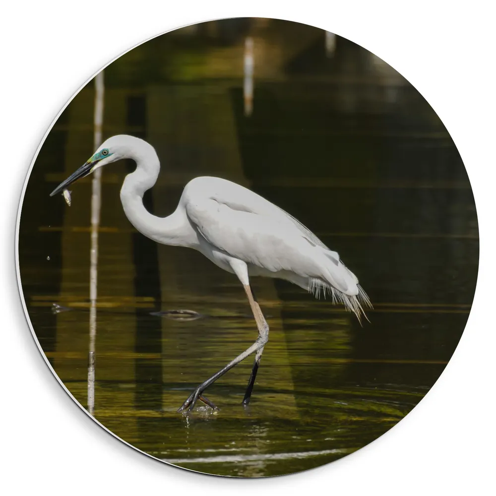 Dibond Muurcirkel - Witte Reiger Lopend door Laagstaand Water