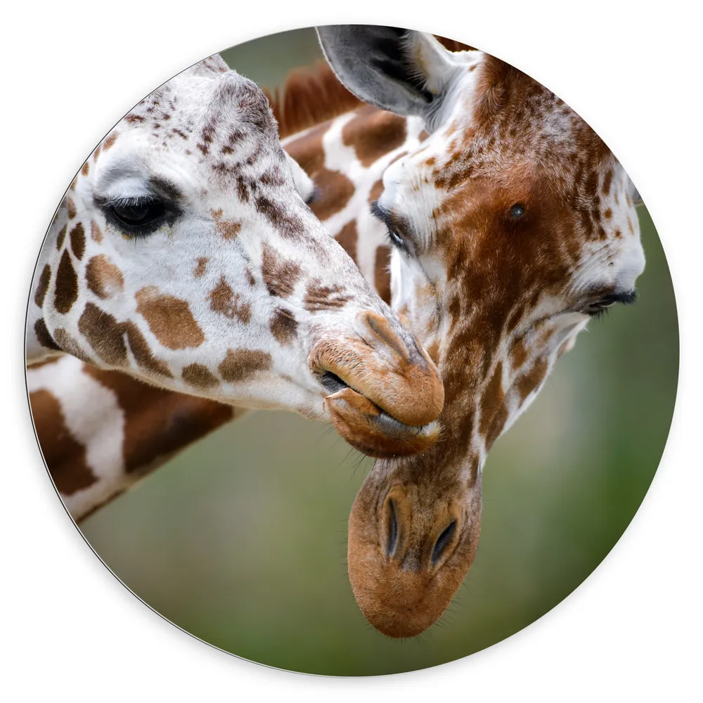 Dibond Muurcirkel - Liefdevol Giraffe Duo