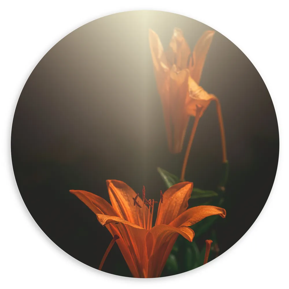Dibond Muurcirkel - Oranje lelie bloemen met witte lichtinval van bovenaf