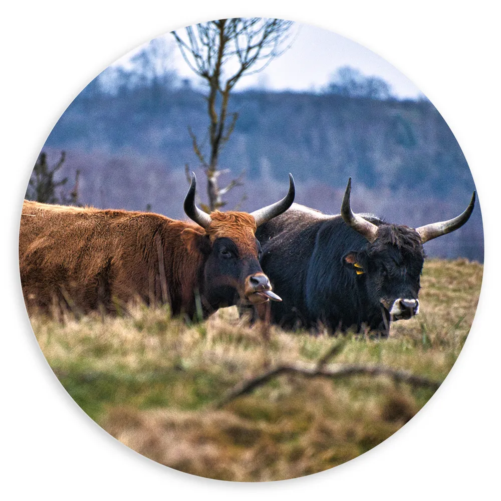 Dibond Muurcirkel - Bruine en zwarte stieren staan in de natuur