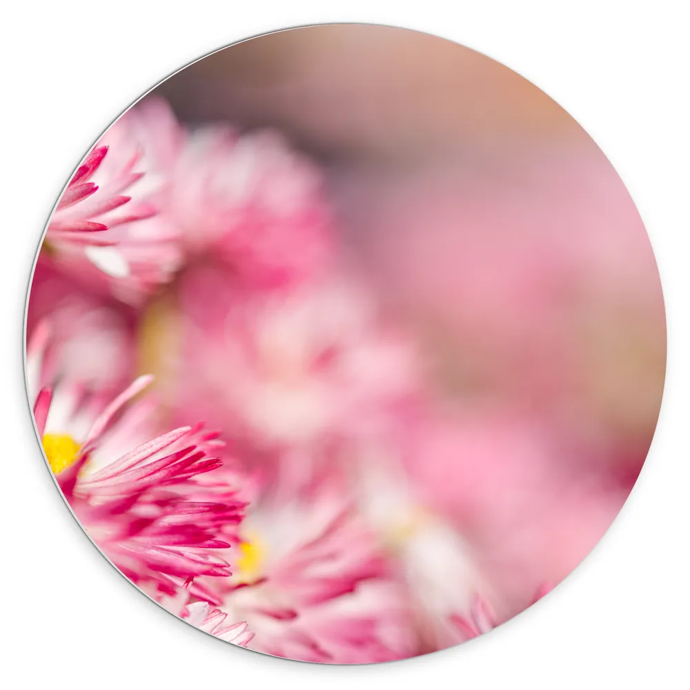 Dibond Muurcirkel - Roze met Witte Bloempjes in het Bloemenveld