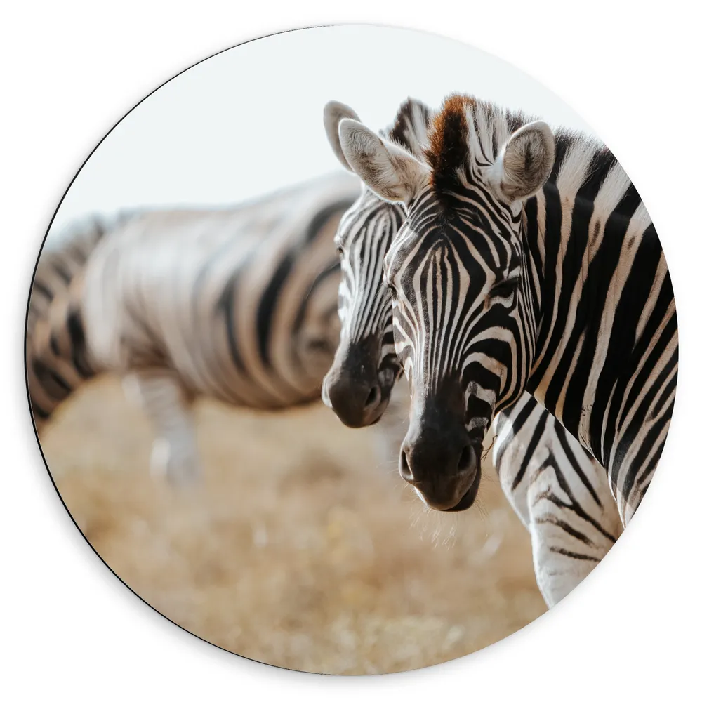 Dibond Muurcirkel - Omkijkend Zebra Duo in Droog Afrikaans Landschap