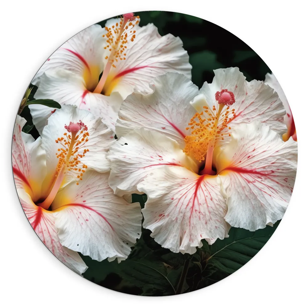 Dibond Muurcirkel - Witte met Roze en Gele Hibiscus Bloemen