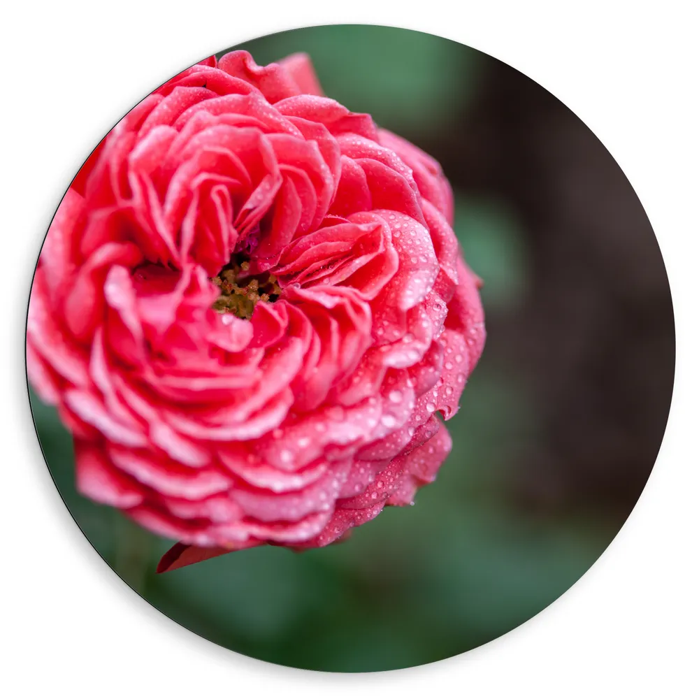 Dibond Muurcirkel - Close-up van Bloeiende Roze Tuin Roos