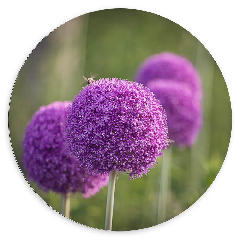 Dibond Muurcirkel - Paarse Reuzenui Bloemen in Grasveld op Lange Stengels