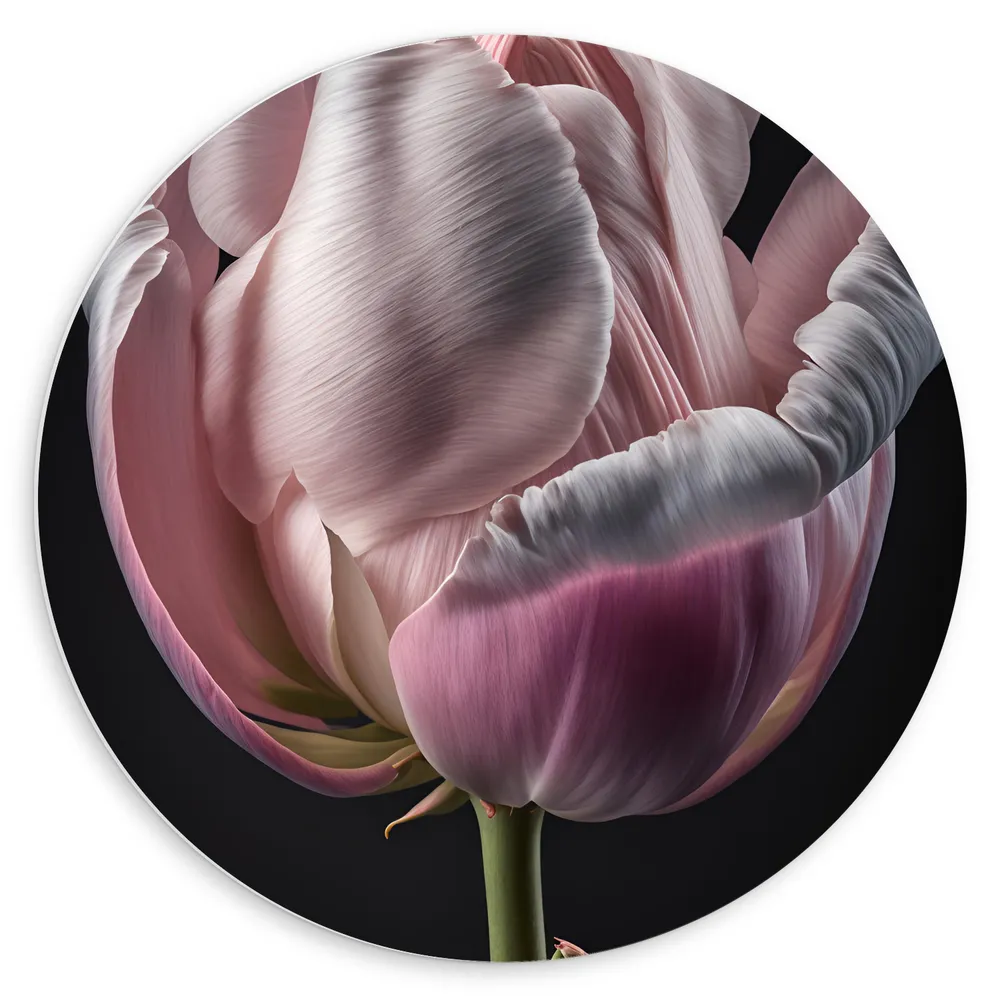 Dibond Muurcirkel - Close-up van Roze Tulp tegen Zwarte Achtergrond