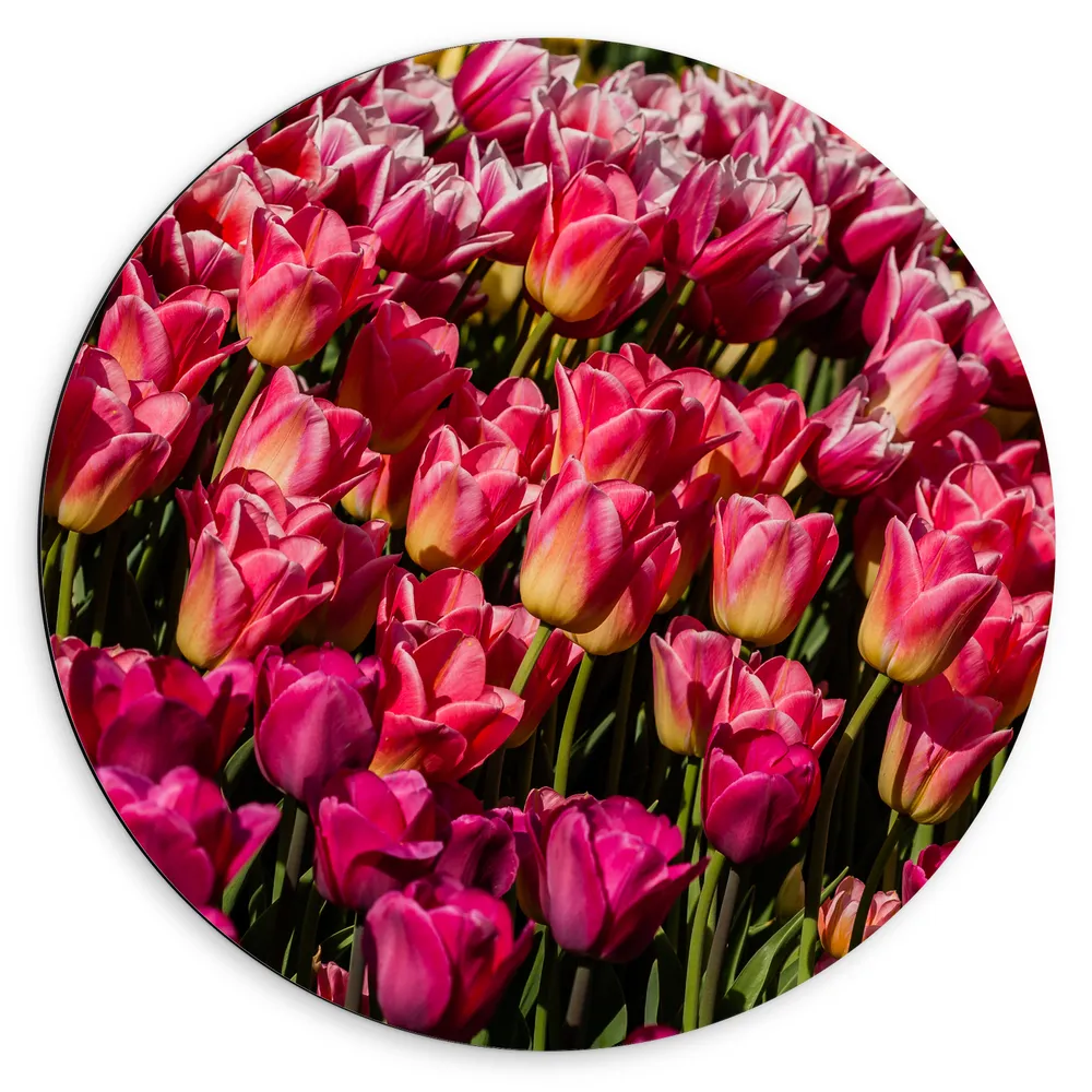 Dibond Muurcirkel - Dicht begroeid Bloemenveld vol Roze Tulpen