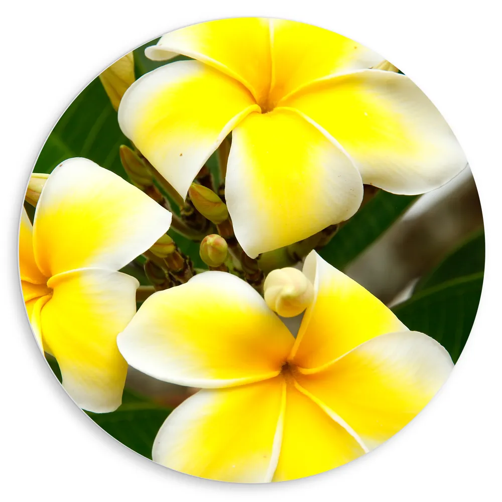 Dibond Muurcirkel - Groep van Drie Wit met Gele Plumeria Bloemen