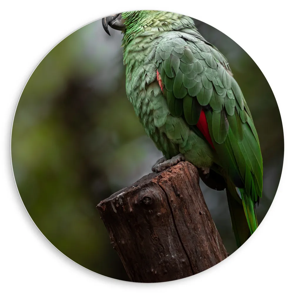 Dibond Muurcirkel - Groene Amazone Papegaai Zittend op Boomstronk in het Bos