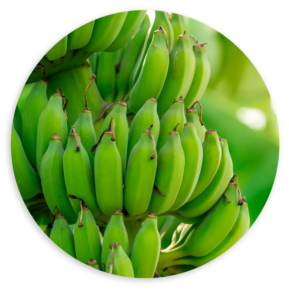 Dibond Muurcirkel - Trossen Groene Bananen aan Bananenboom