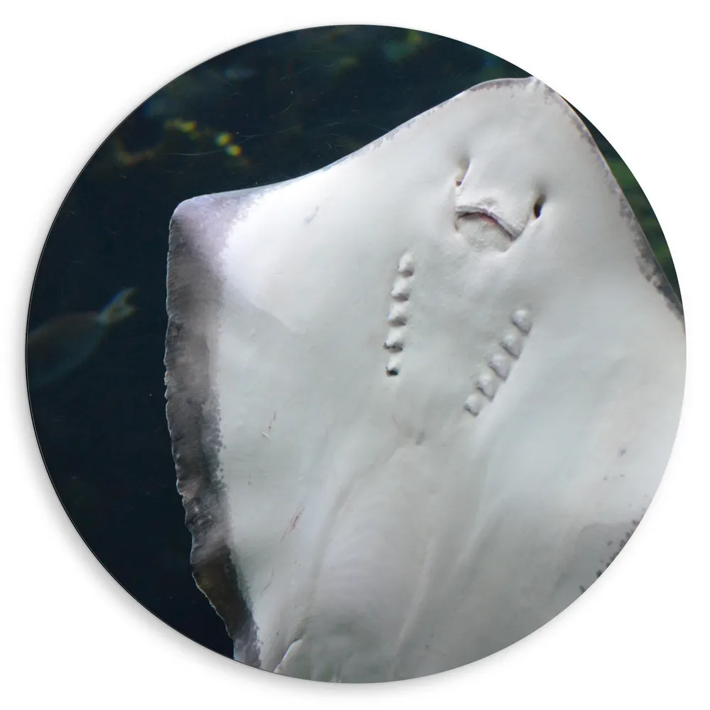 Dibond Muurcirkel - Onderaanzicht van Rog zwemmend tegen Aquarium