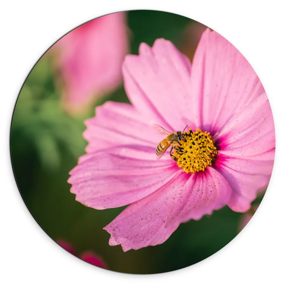 Dibond Muurcirkel - Bij op Bloeiende Roze Bloem