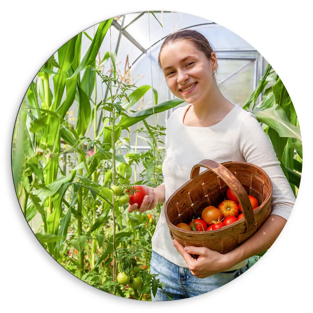 Dibond Muurcirkel - Vrouw - Kas - Planten - Groente - Fruit - Tomaten - Mand - Plukken