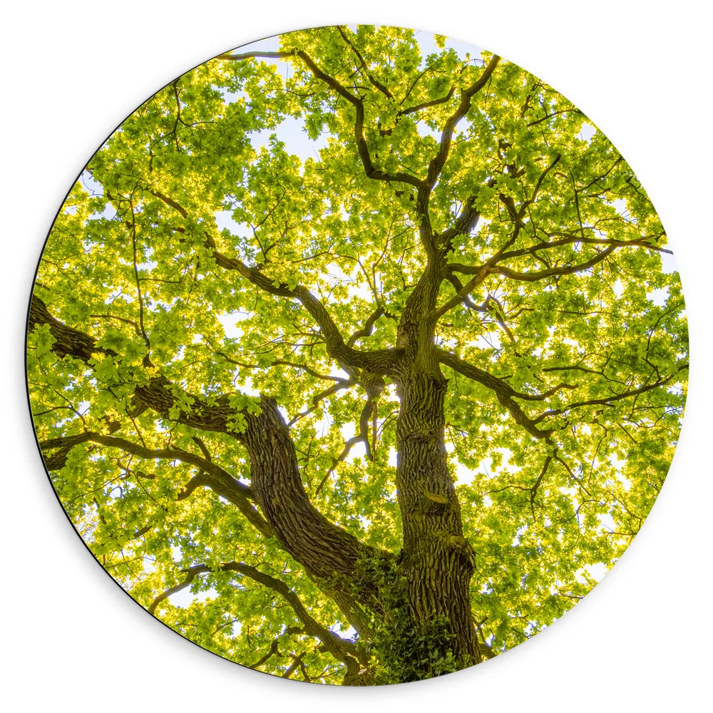 Dibond Muurcirkel - Groene Boom met Zonnenstralen door de Bladeren