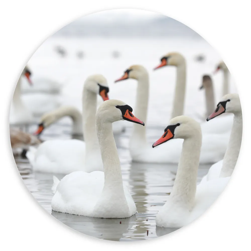 Dibond Muurcirkel - Groep Witte Zwanen Dobberend op het Meer op Grauwe Dag
