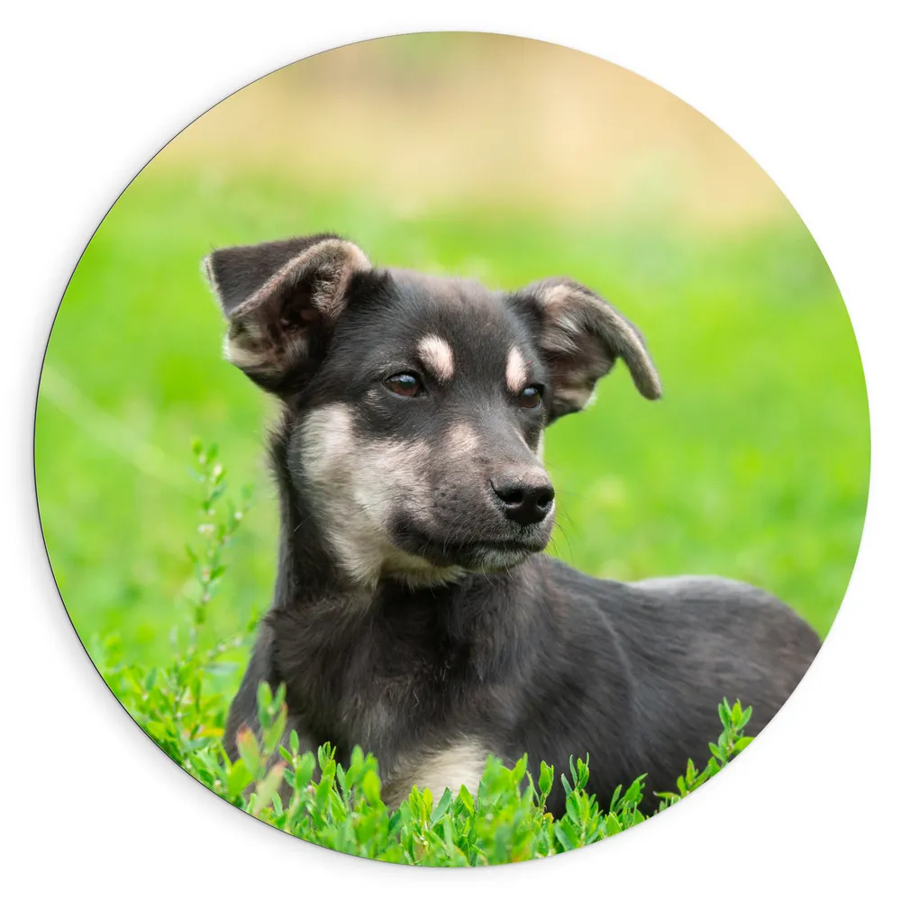 Dibond Muurcirkel - Aandoenlijke Zwart met Bruine Puppy liggend in het Grasveld