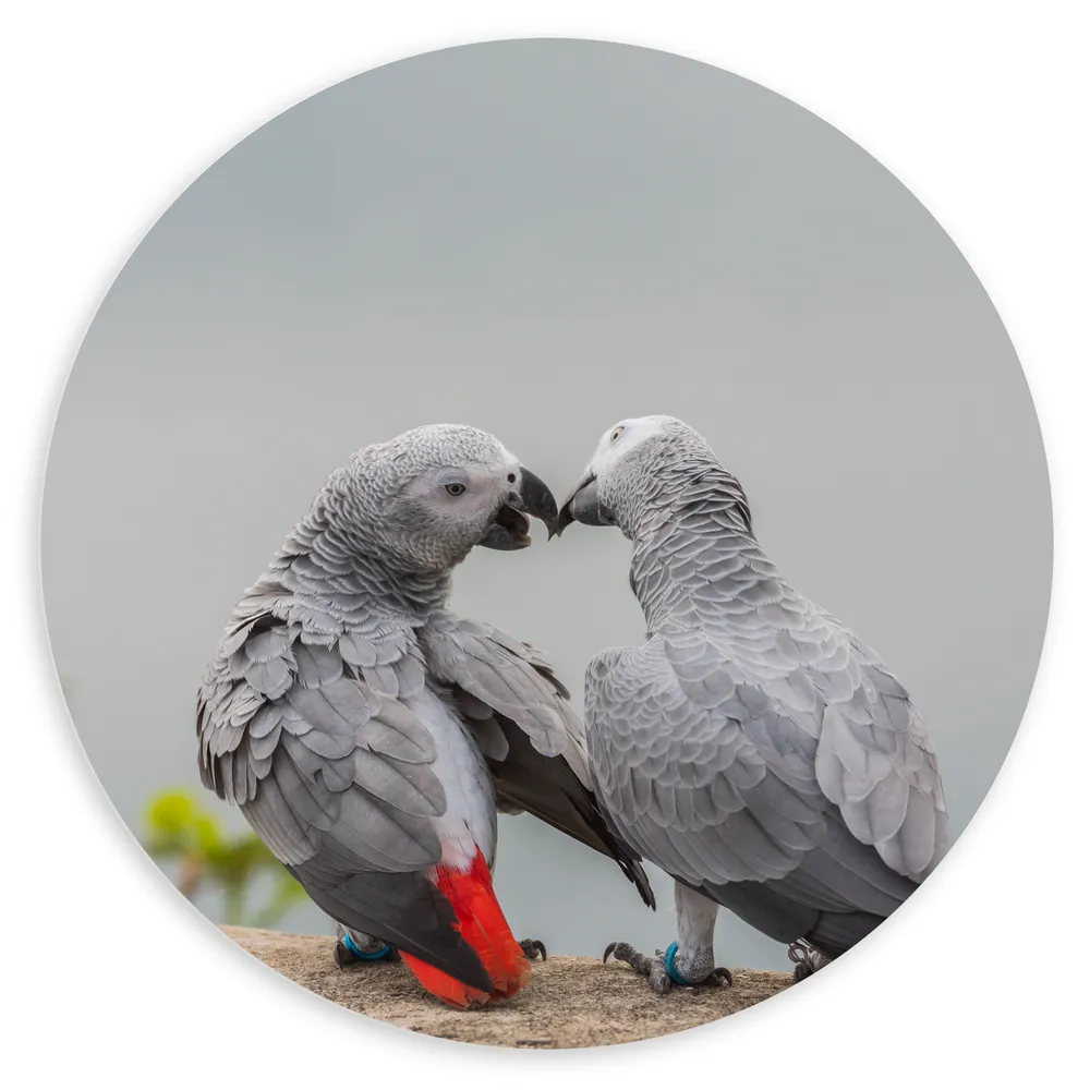 Dibond Muurcirkel - Liefdevol Grijs Vogelpaar met Rode Staarten