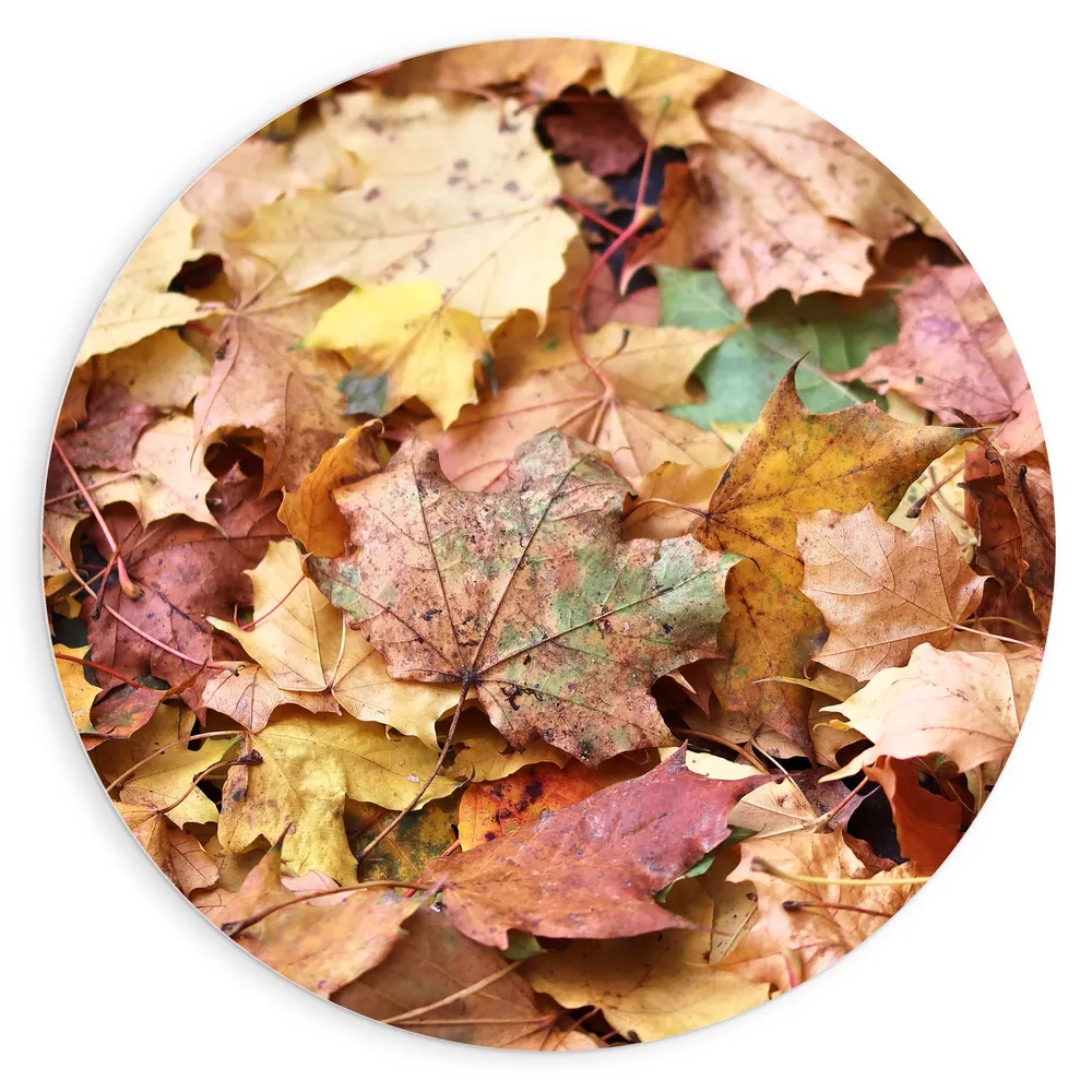 Dibond Muurcirkel - Stapel Herfstbladeren in Verschillende Kleuren