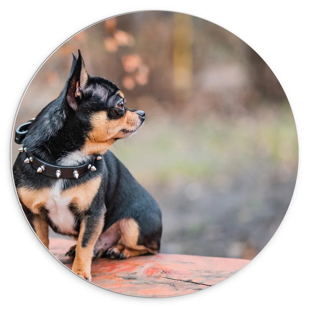 Dibond Muurcirkel - Omkijkende Bruin met Zwarte Chihuahua