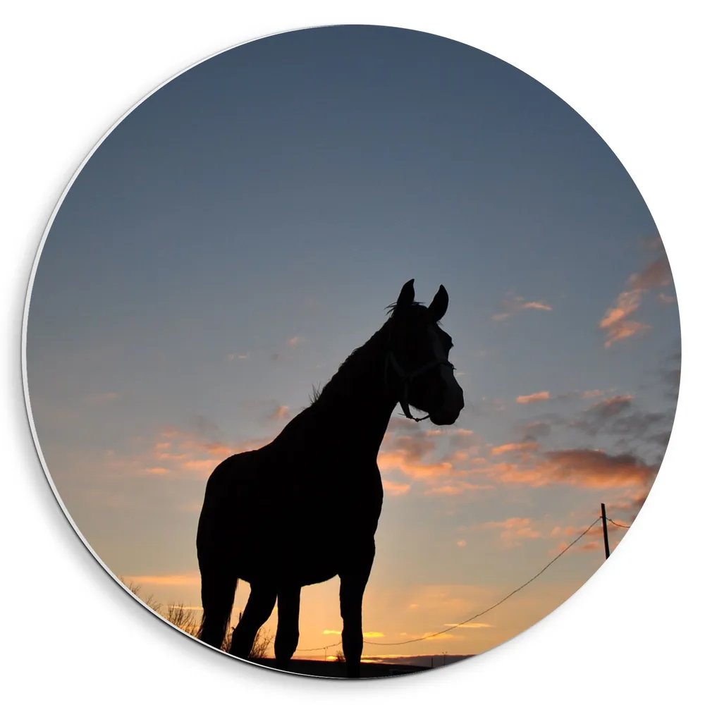 Dibond Muurcirkel - Silhouet van Paard in Kaal Landschap