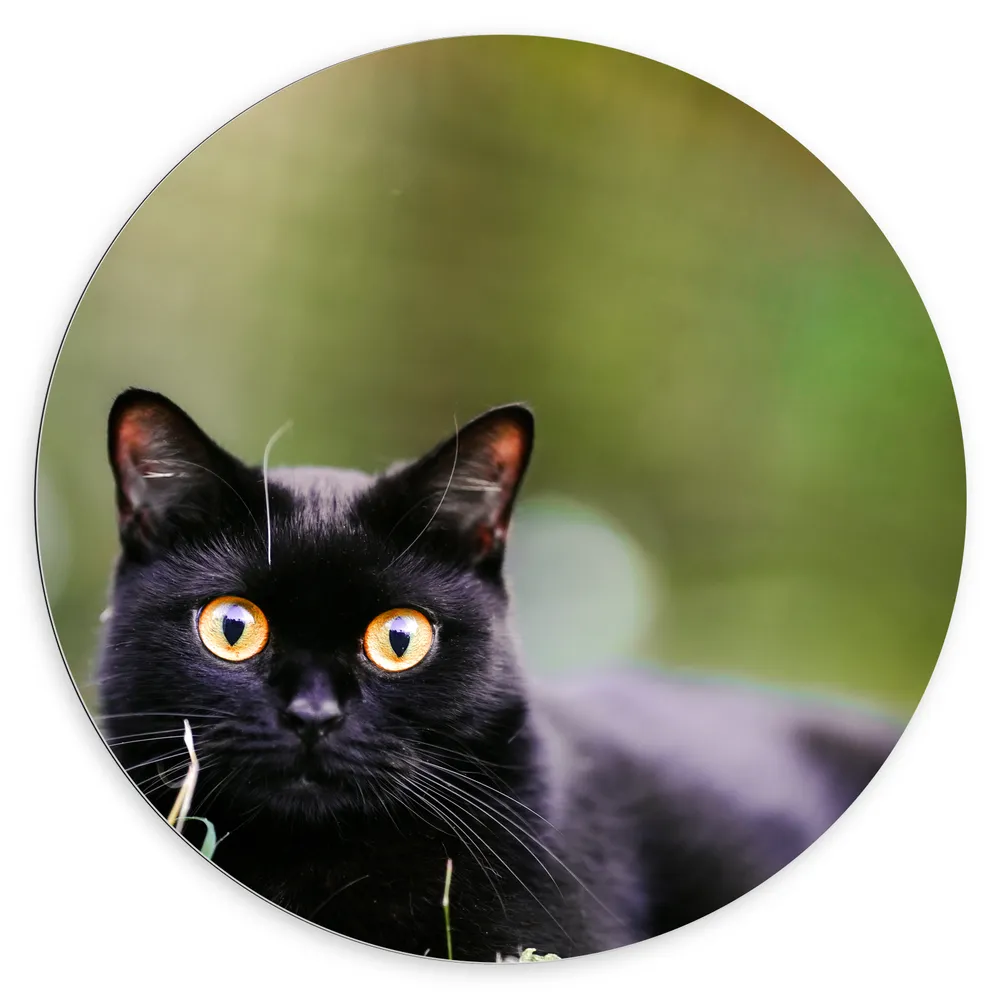 Dibond Muurcirkel - Schattige Zwarte Poes